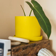 Ocre Yellow Pot & Saucer Set