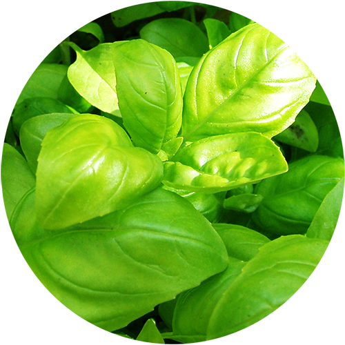 Plantable Pencil Basil