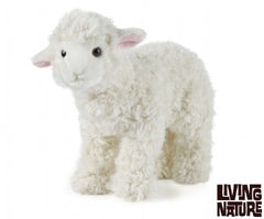 Large Lamb