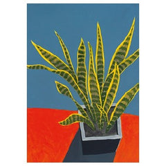 Sansevieria In Sunlight Card